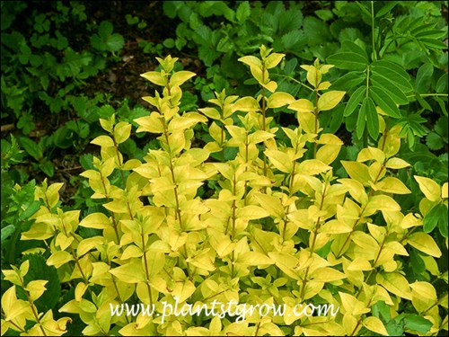 Golden Vicary Privet (Ligustrum)